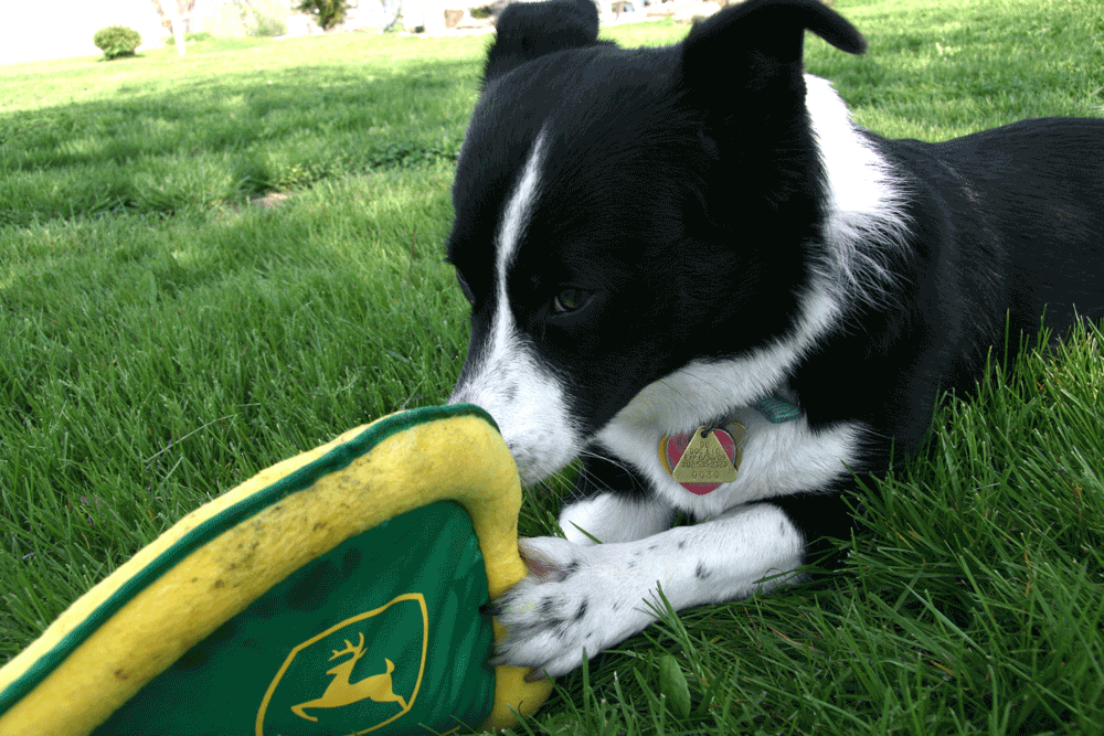 John Deere dog toys